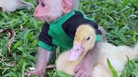 Monkey Mickey and his friend duckling