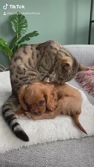 Cat adopts puppy