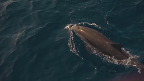 Group of dolphins playing in the blue water in front of boat