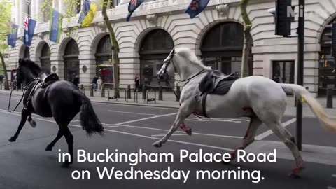 Biblical Imagery: Horses run through London