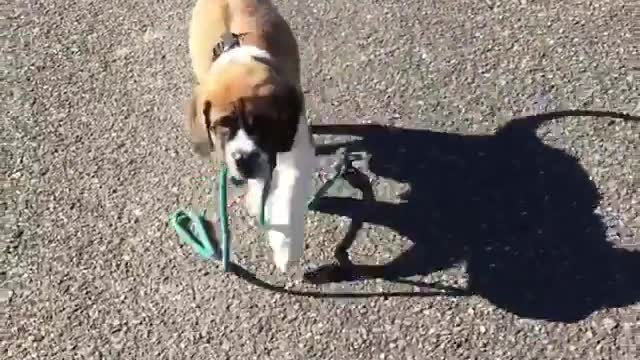 Cute dog walks himself with teal leash