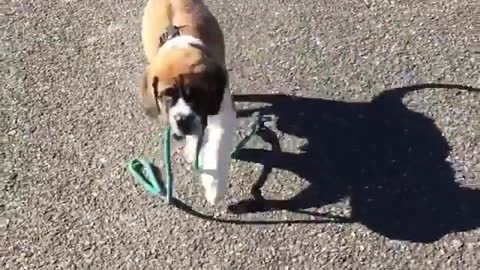 Cute dog walks himself with teal leash