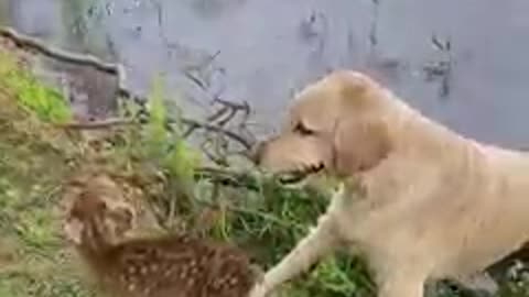 Perrito nada sin parar en el lago hasta salvar a un ciervo bebé que se ahogaba (2)
