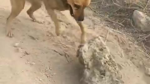 Funny dogs 🐕//wildlifewithneeraj