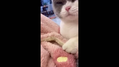 Angry cute cat wanted attention