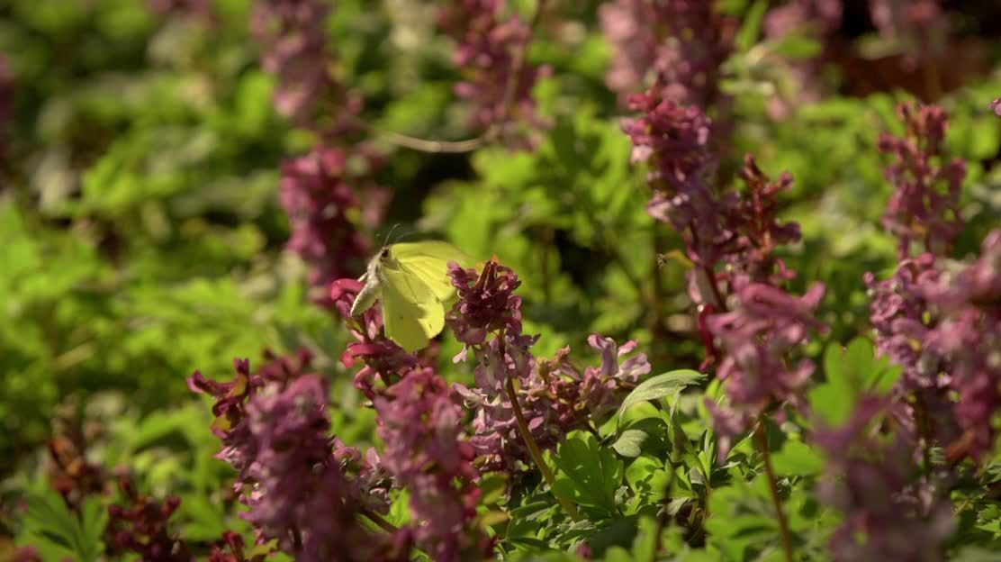 Bee, butterfly and bumblebee - Unique informative video