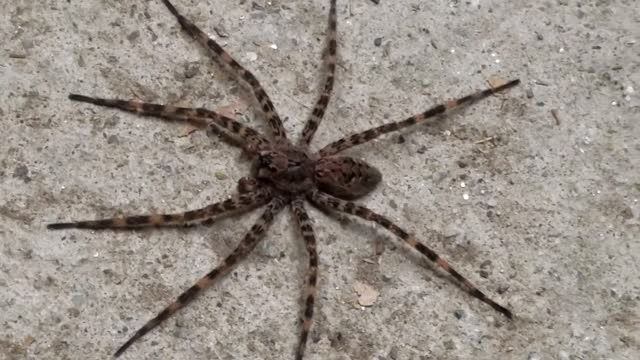 Big beautiful house spider!