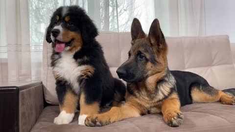 Bernese and Shepherd Mountain Dog Puppies Meets and Plays for the First Time