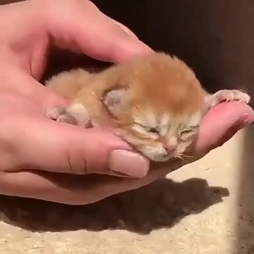 Omg she is super tiny How can I hug her