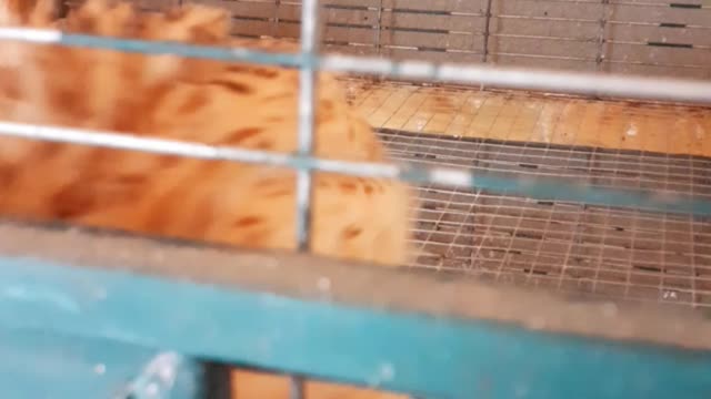 New Species of Quail Arrived!