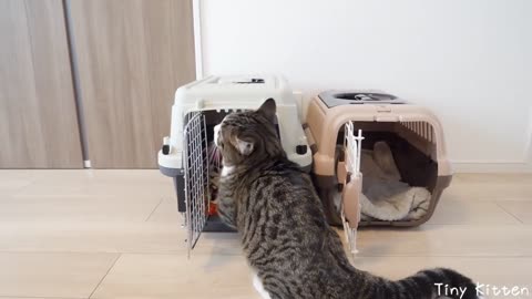 cat video