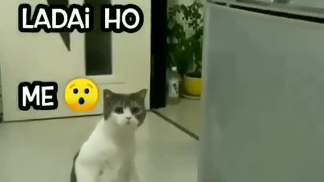 Funny video || when relatives fights || funny cat