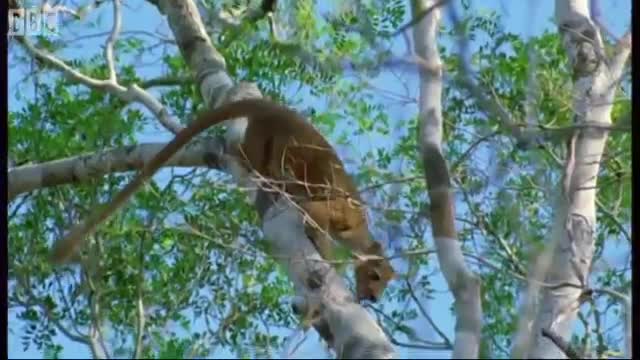 Sifaka Lemurs Jumping Around | Attenborough | BBC Earth