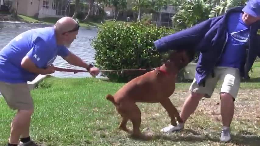 Best 2021 Guard Dog Training Step by Step!