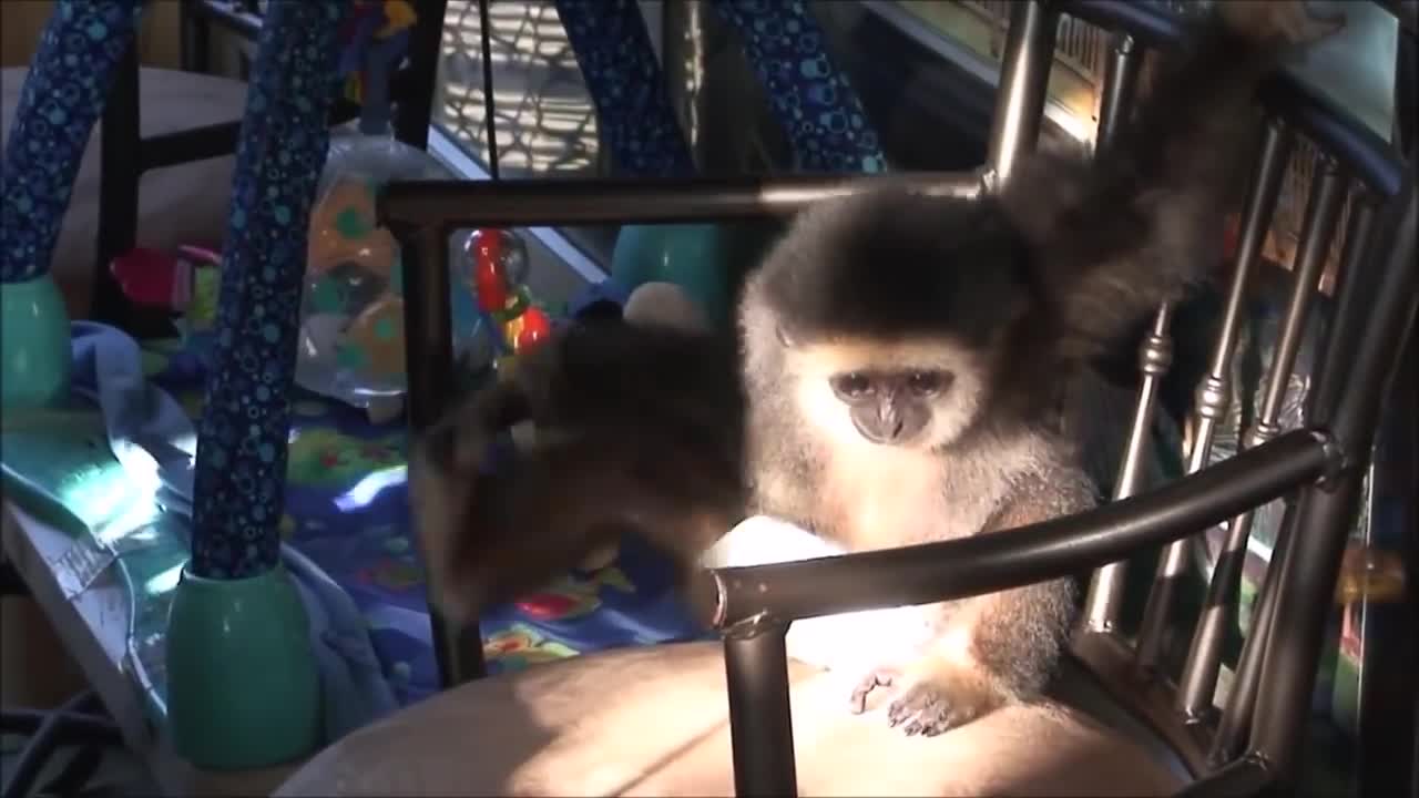 Silly Monkeys (Baby Edition)