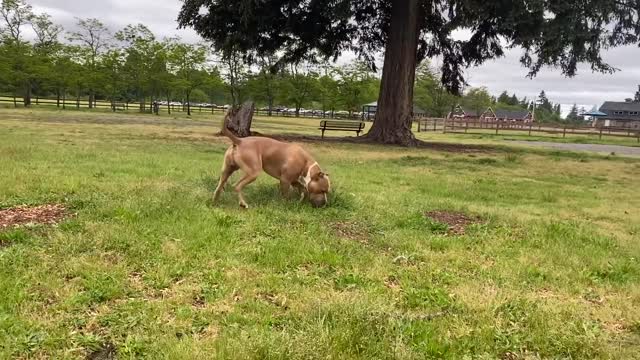 German Shepherd Attacks Pitbull