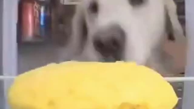 dogs funny videos __ dogs barking __