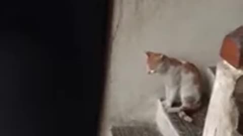 Amazing Cat - Which knocks on the door