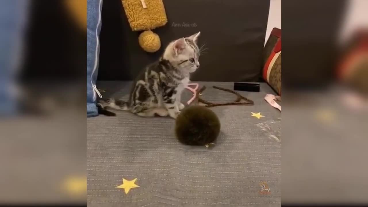 Cute cat video (17), cute and funny kitty, funny cat
