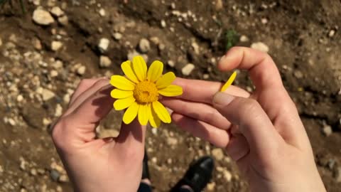 yellow Flower with love