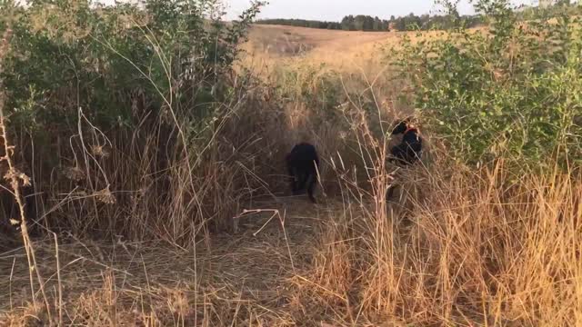 Chasse du Lièvre avec chien d’arrêt - Pointer Serpent