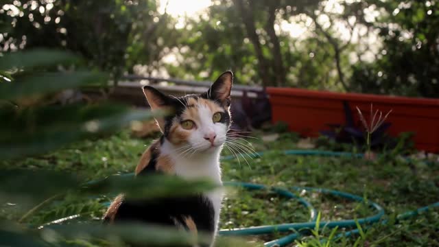 Smart Cat!<3
