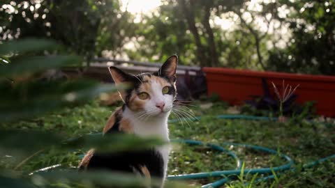 Smart Cat!<3