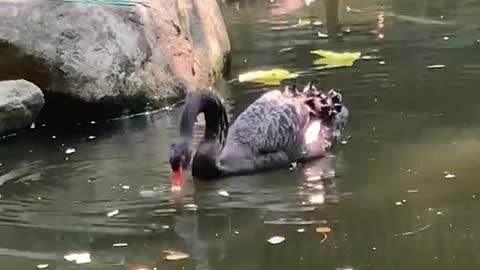 Black Swan flock