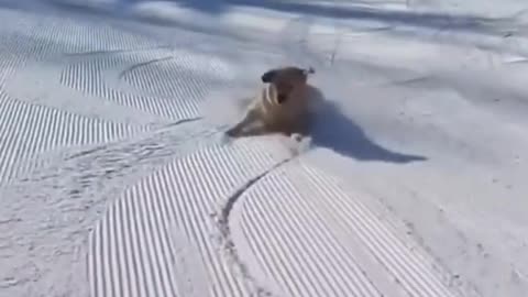 Funny animal 🤣😍