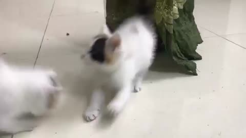 Funny cats animal video 😃😃