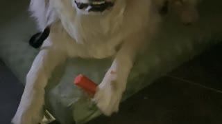 Great Pyrenees eats a proper carrot