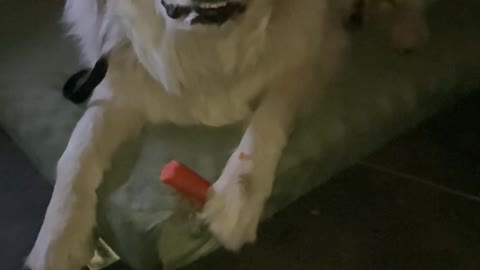 Great Pyrenees eats a proper carrot