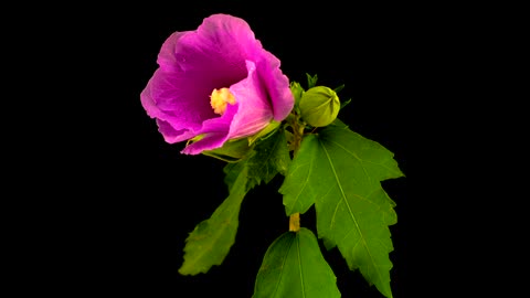 Hibiscus flower opening