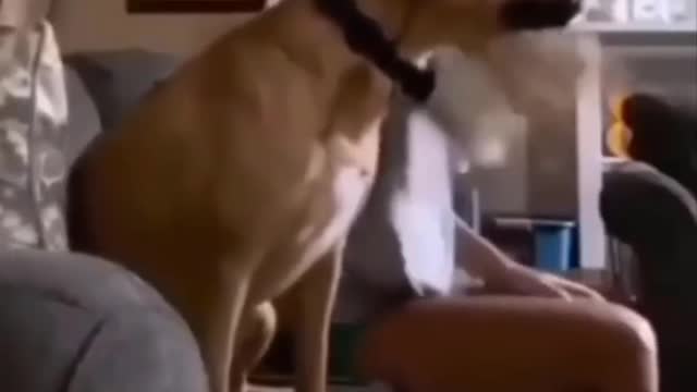 dog funny moments #1