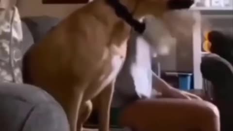 dog funny moments #1