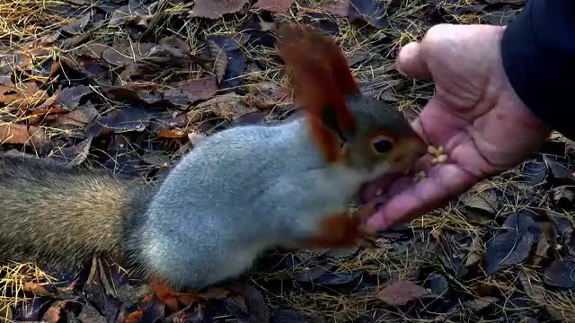 The Beautiful Siberia Squirrel