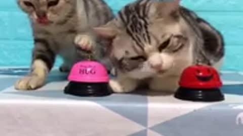 Lovely Cat Funny Video