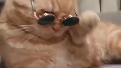 Funny cat