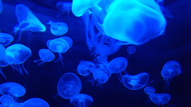 💗Under water nature jellyfish #11💗