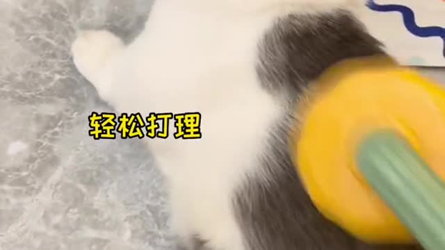 Enjoy the little cat