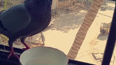 Pigeon Drink a water