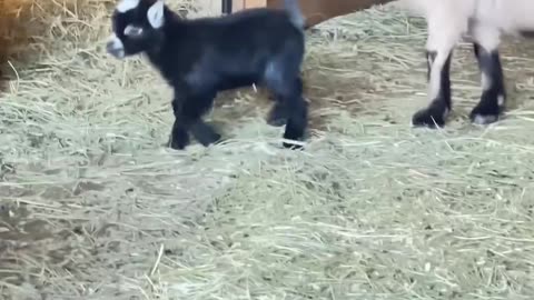 Go ahead Mom has your back!