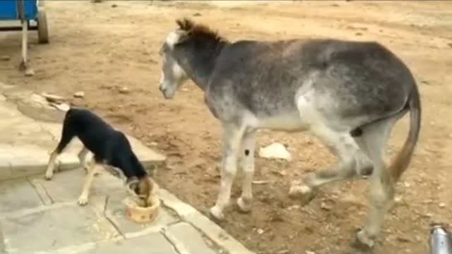 When Donkey Beats a Dog in Viral Fight for Food.