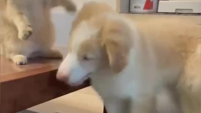 funny dog