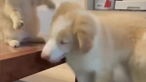 funny dog