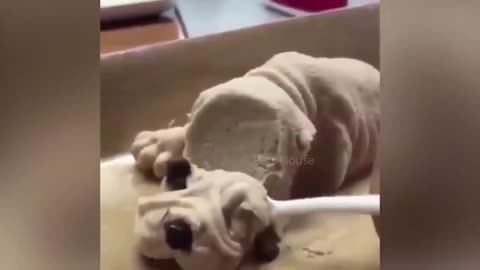 Dog Reaction to Cutting Cake 🤣 4 - Funny Dog Cake Reaction Compilation