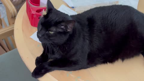 Adopting a Cat from a Shelter Vlog - Cute Precious Piper Guards the Table from the Top