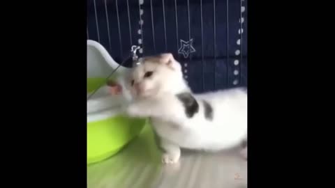 Playing _ Best Of The 2021 _ Funny Animal Videos
