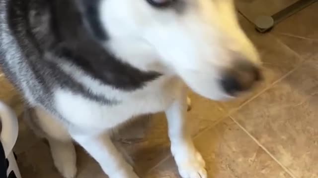 funny dogs videos