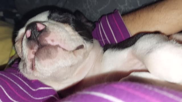 My Boston Terrier puppy Raya Ember sleeping